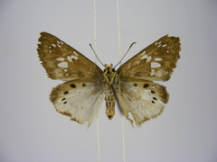 Eagris decastigma purpura