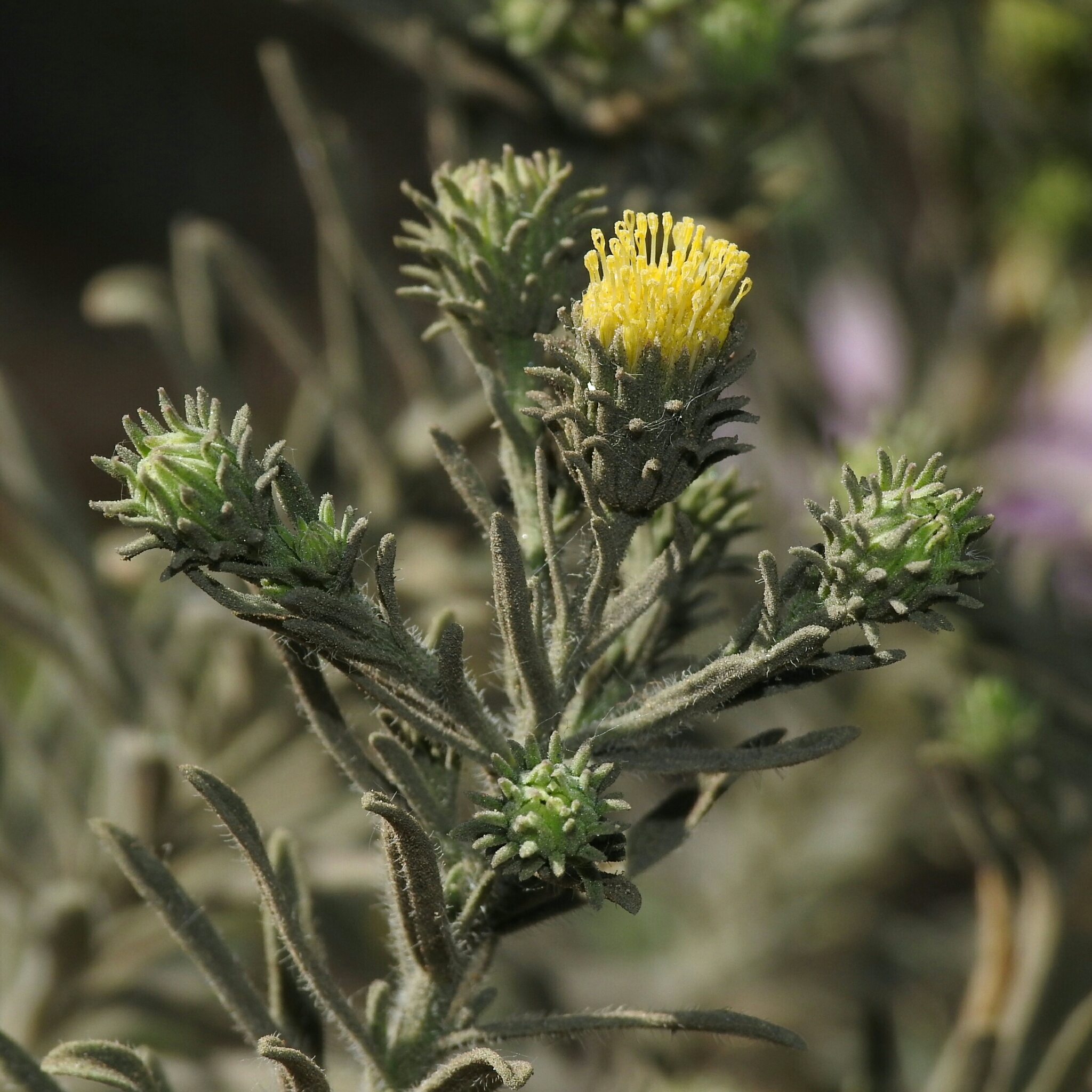 Dieteria canescens var. shastensis