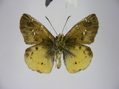 Eagris decastigma purpura