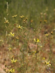Calycadenia truncata