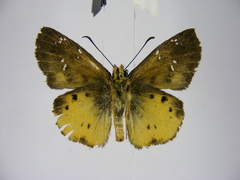 Eagris decastigma purpura