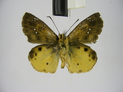Eagris decastigma purpura
