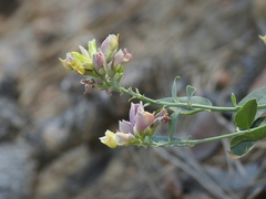 Rhinotropis cornuta cornuta