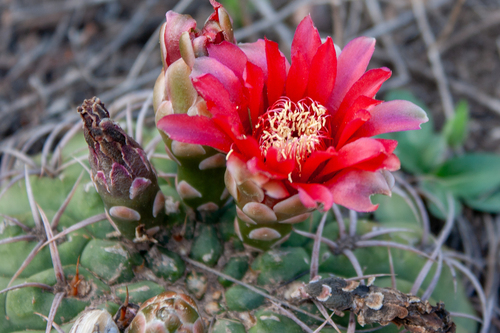 Gymnocalycium oenanthemum