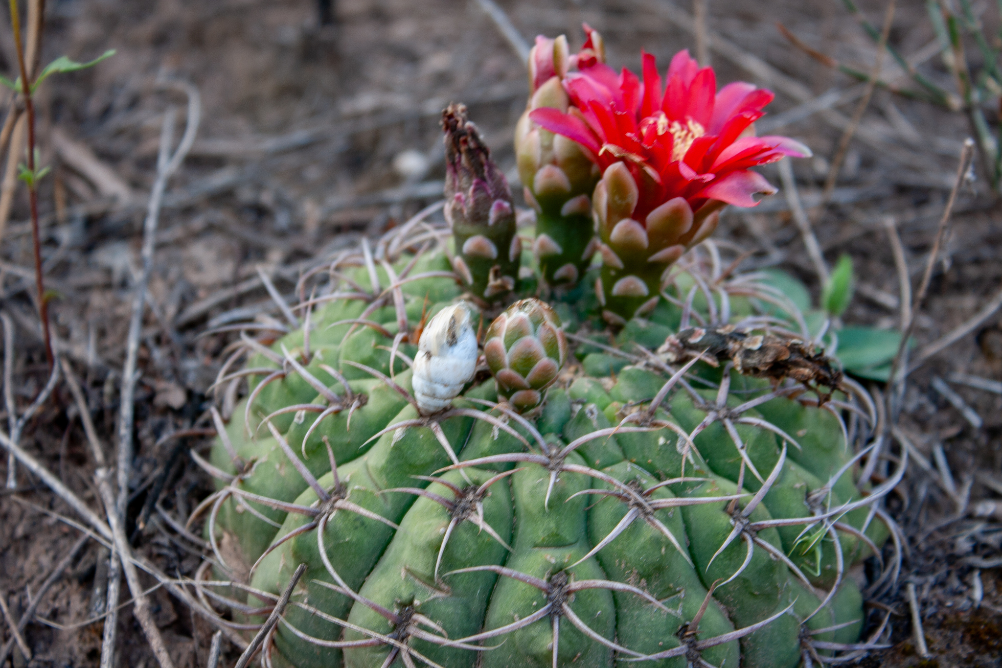 Gymnocalycium oenanthemum
