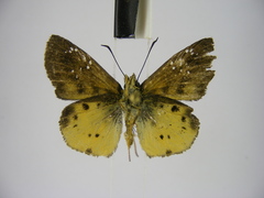 Eagris decastigma purpura