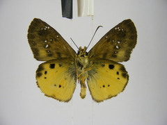Eagris decastigma purpura