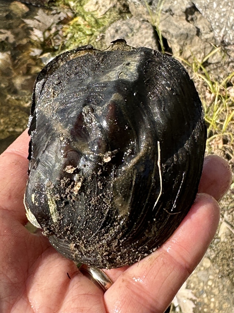 Three-ridge Mussel from Mississippi River, La Crosse, WI, US on October ...