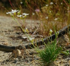 Eremogone cliftonii