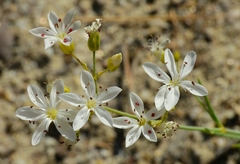 Eremogone cliftonii
