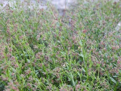 Galium bolanderi