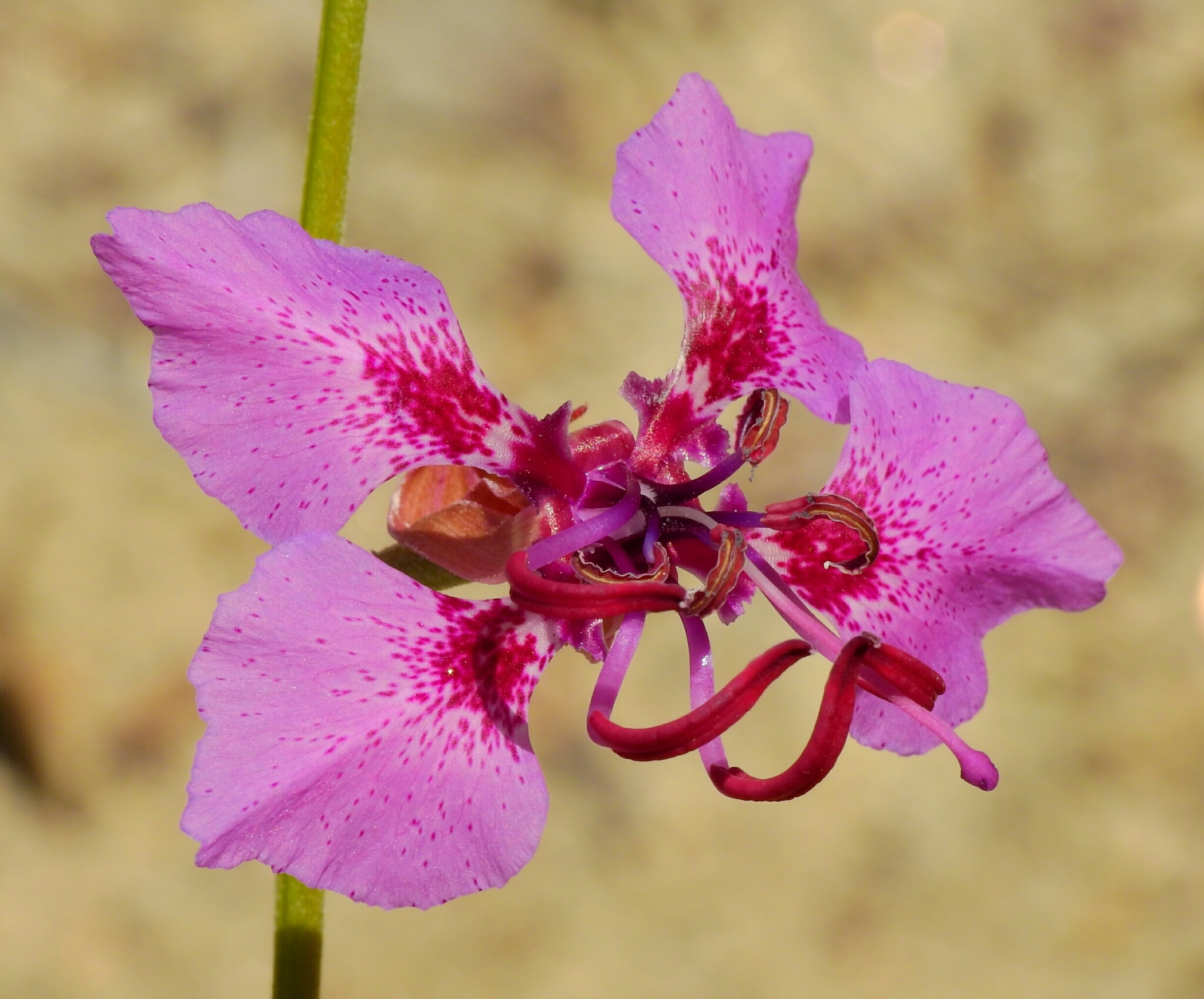 Clarkia mildrediae ssp. mildrediae