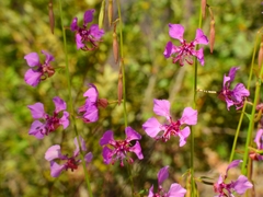 Clarkia mildrediae mildrediae
