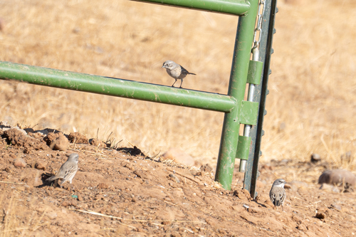 iNaturalist observation photo of Sagebrush Sparrow
