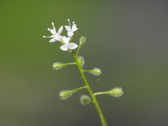 Circaea alpina pacifica