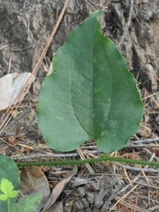 Smilax californica