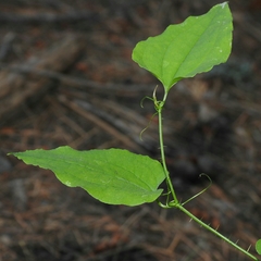 Smilax californica