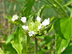 Lantana achyranthifolia