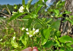 Lantana achyranthifolia