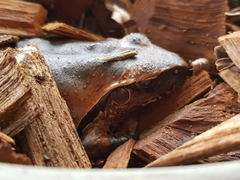 Pelodryadidae