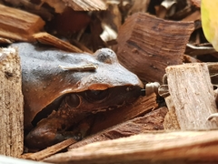 Pelodryadidae