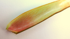 Philodendron pedatum