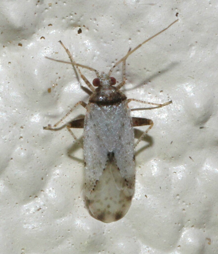 Parthenicus deleticus