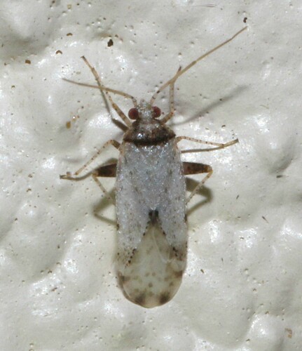 Parthenicus deleticus