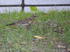 Turdus pilaris
