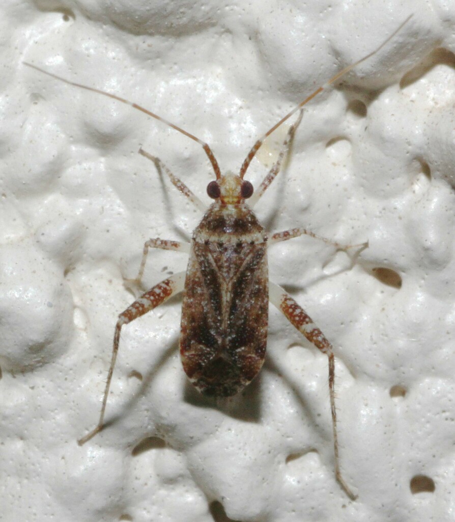 Phytocoris acaciae
