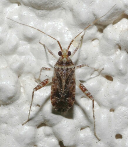 Phytocoris acaciae