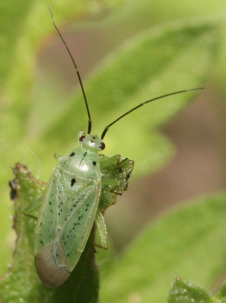 Ilnacora arizonae