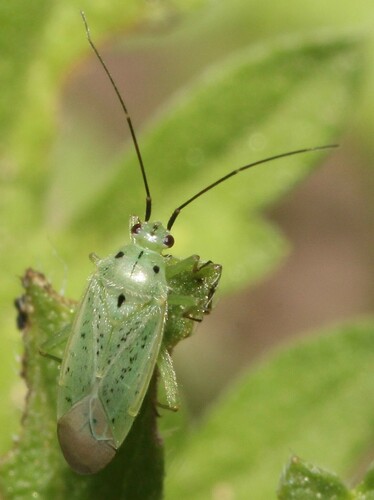 Ilnacora arizonae