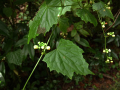 Zehneria