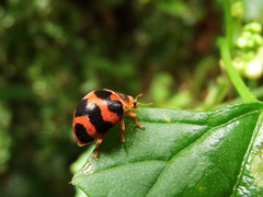 Diekeana admirabilis