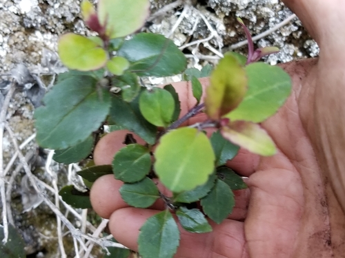Image of Veronica senex by (c) Brett Sandford, some rights reserved (CC BY)