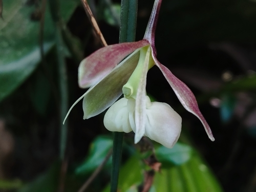 Epidendrum laxicaule D.E.Benn. & Christenson