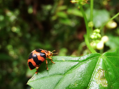 Diekeana admirabilis