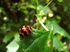 Diekeana admirabilis