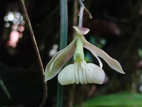 Epidendrum laxicaule D.E.Benn. & Christenson 2