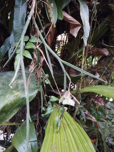 Epidendrum laxicaule D.E.Benn. & Christenson 3