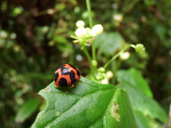 Diekeana admirabilis