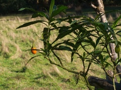 Solanum laciniatum
