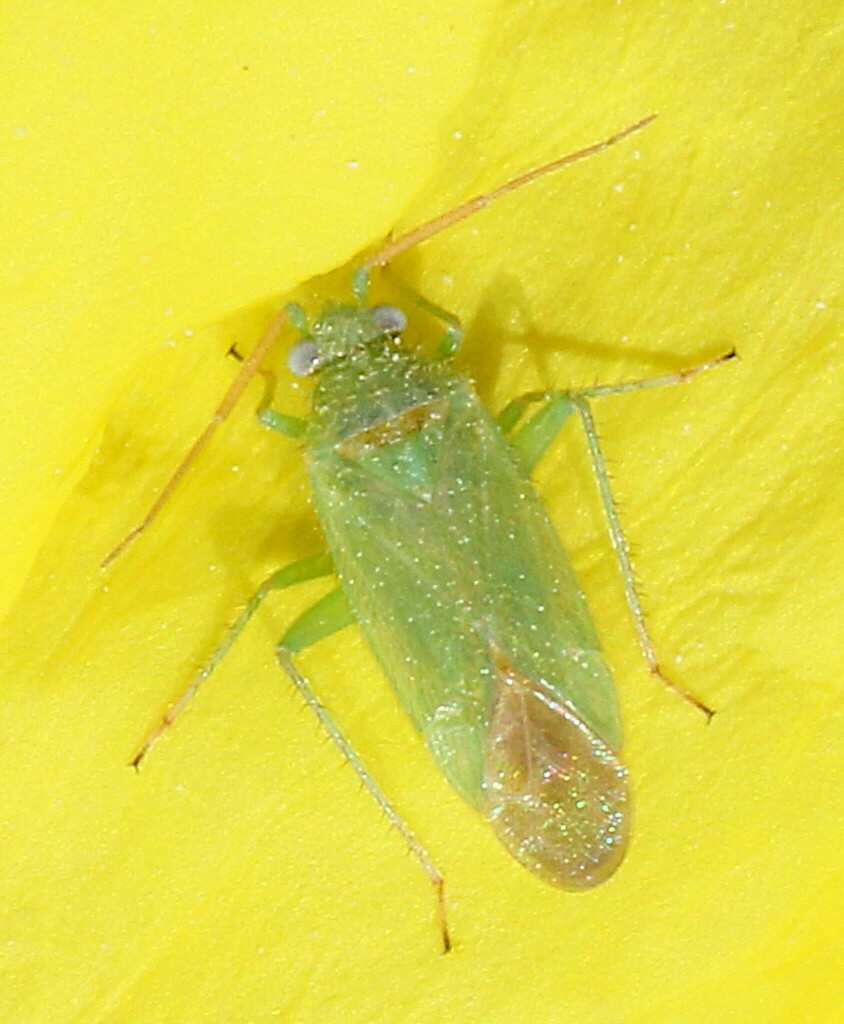 Pseudopsallus anograe