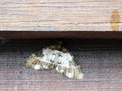 Melanthia procellata szechuanensis