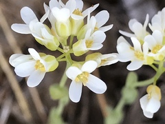 Noccaea fendleri