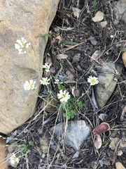 Noccaea fendleri