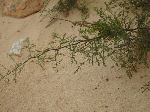 Asparagus squarrosus image