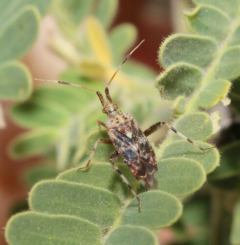Neurocolpus arizonae