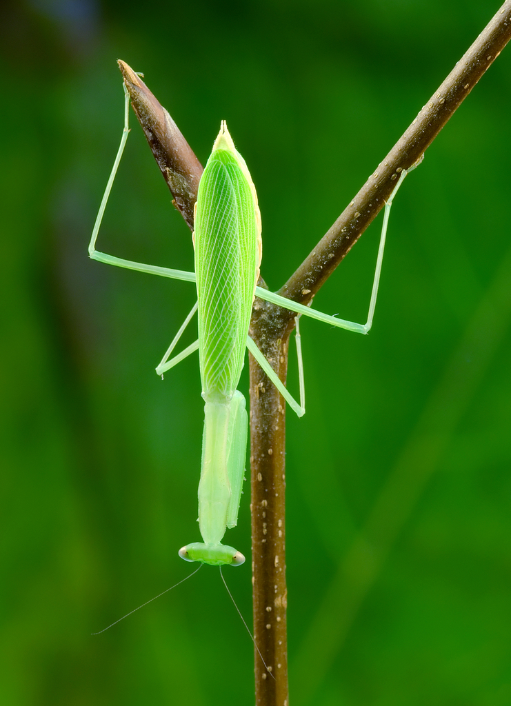 Egyptian Pygmy Mantis